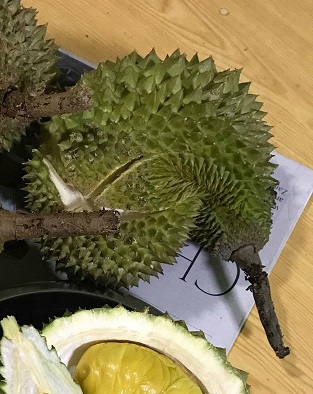 odd husked durian