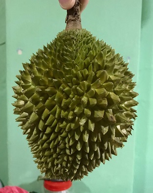 good quality durian