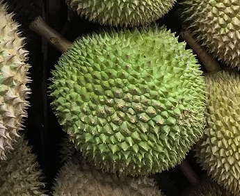 Freshly picked durian